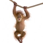 monkey