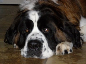 brutus-014 Brutus
