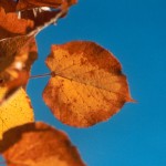 autumn-leaf