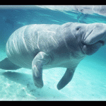 Manatee