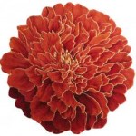 marigold