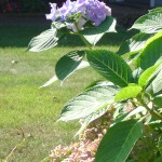 DSC01005