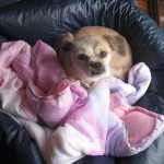 Samantha 12-2010 051